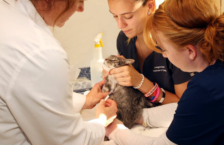 Cat Medical Services