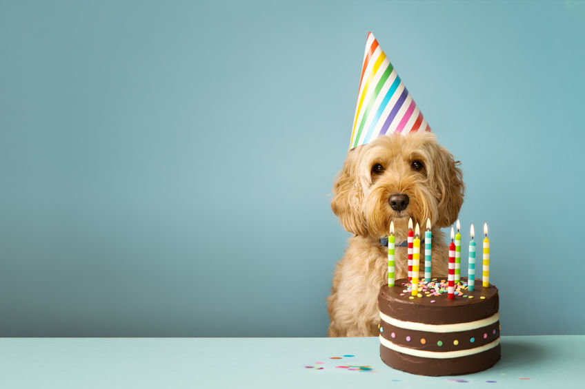 Dog celebrating hot sale birthday