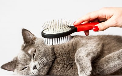 Pet Grooming Basics