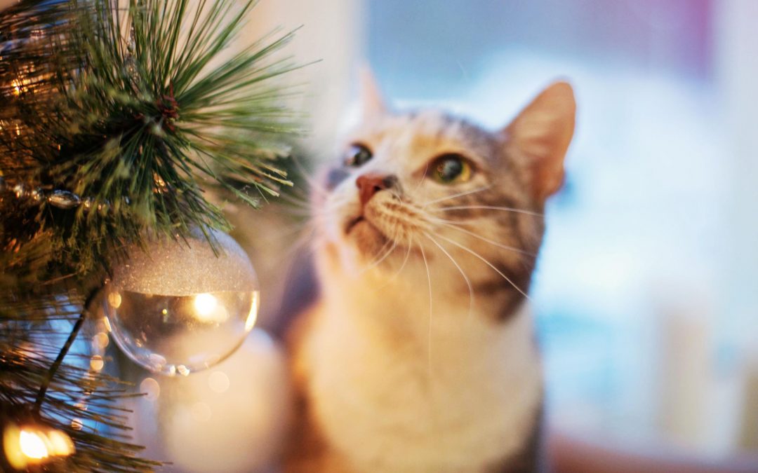 Ensuring Happy Holidays with Pets