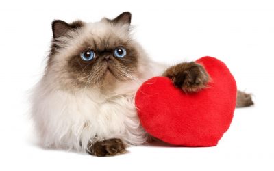10 Reasons Pets Make the Best Valentine Dates
