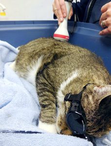 Cat Laser Therapy