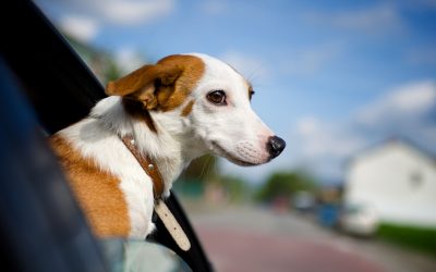 Vacation Tips for Dog Motion Sickness