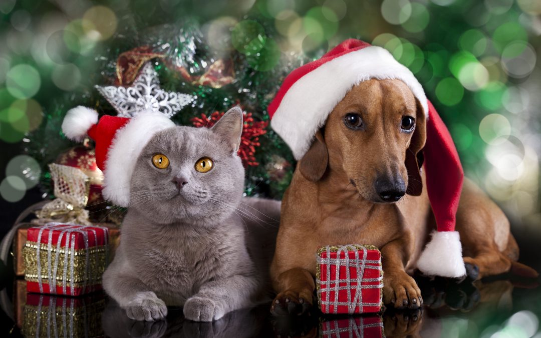 Gift Ideas for Your Favorite Furry Friends
