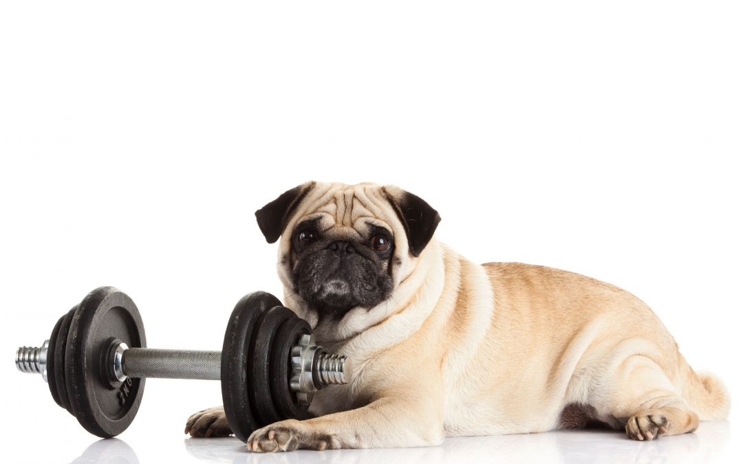 How to Get Your Pet to Lose Weight