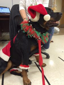 therapy dogs Kennett Square