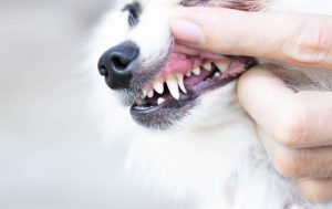Dental disease in dogs can lead to other serious health problems