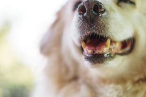 pet dental care Chadds Ford