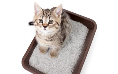 Keeping Your Cat Content Part 2: Litter Box 101