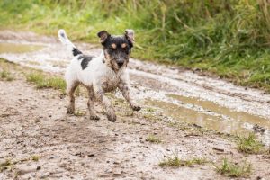 Spring pet hazards and puddle play