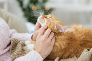 avoid cat health issues with these tips