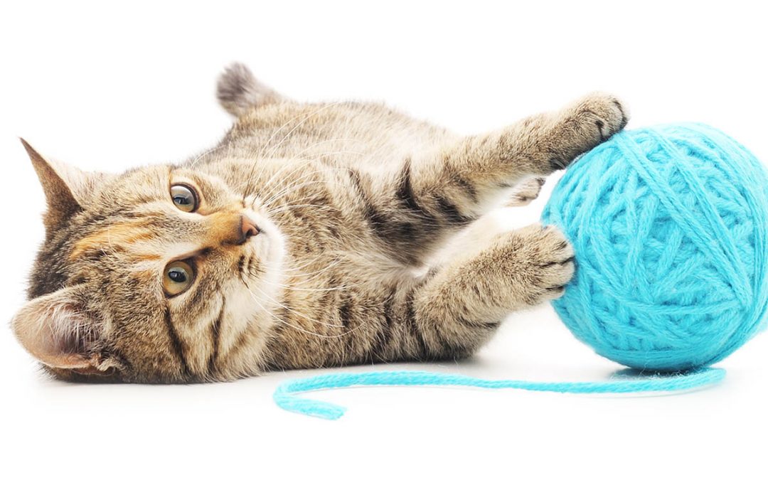 Keeping Your Cat Content Part 4: Toys, Prey Behavior, and Keeping Your Cat Active