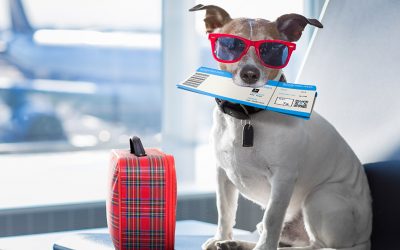 What You Need to Know When Flying with Your Pet