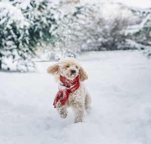 winter dog care