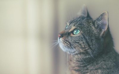 Pet Photography Tips: Tricks for Purrfect Kitty Photos