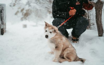 7 Mistakes Dog Owners Often Make in Winter
