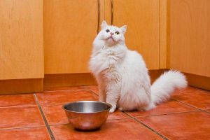 Weight Loss for Pets