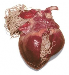 Get rid of heartworms sale