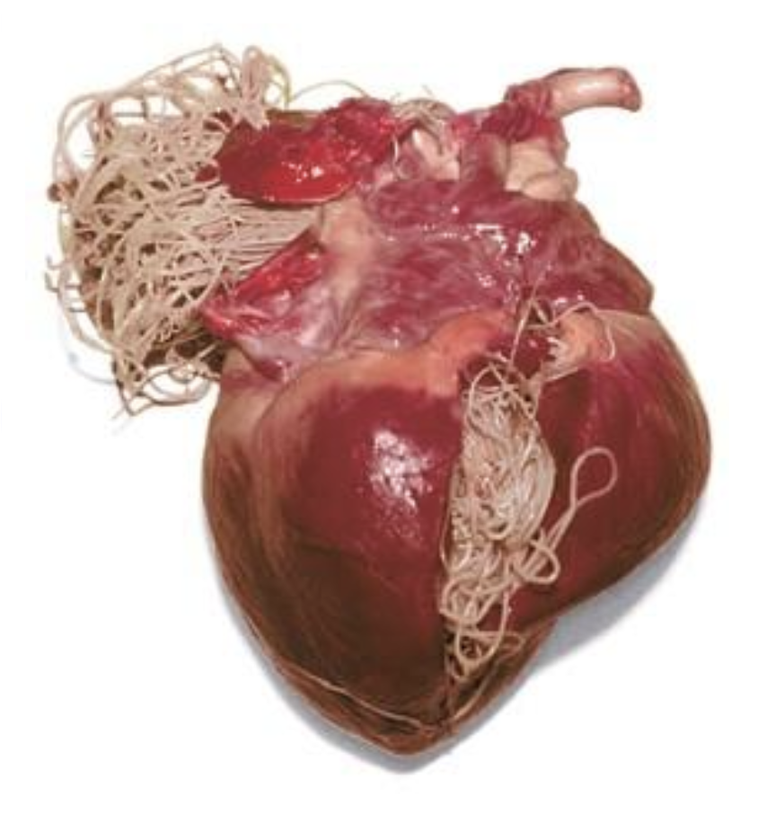 heartworms in humans from dog