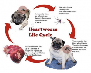 How To Prevent Heartworms Longwood Veterinary Center