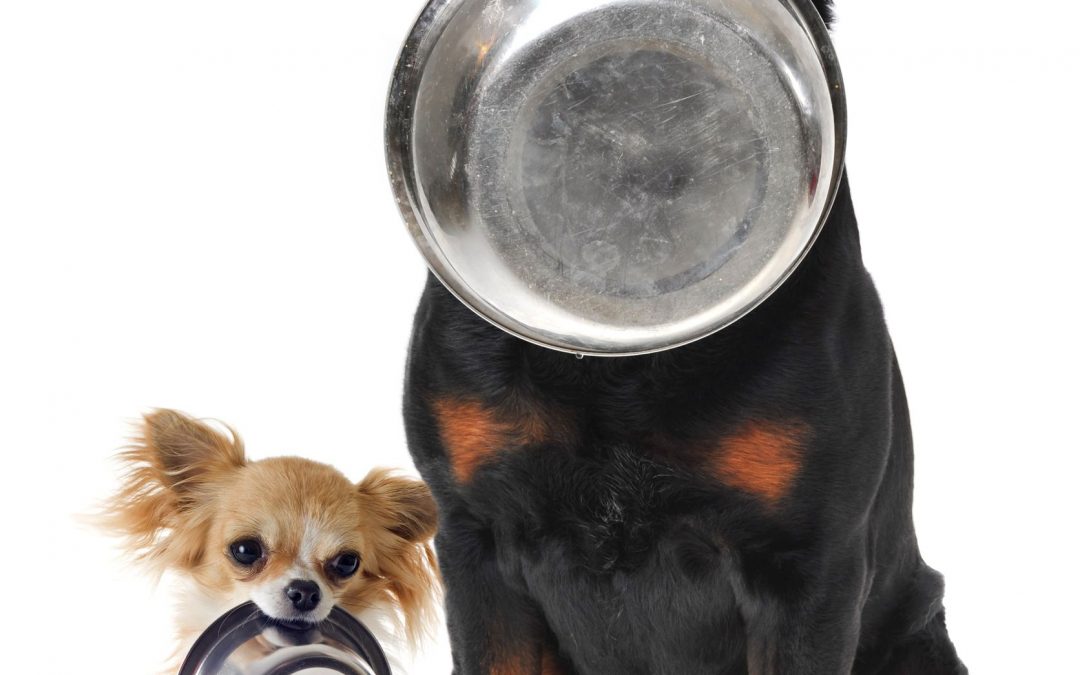 Dog food science outlet diet recall