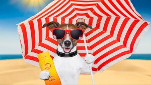 summer pet safety tips from Longwood