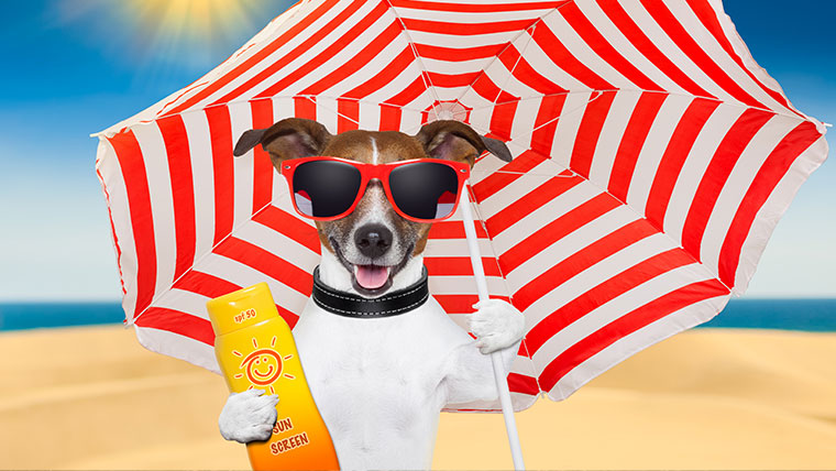 7 Tips To Keep Your Pet Healthy This Summer