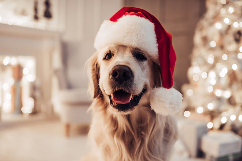 LVC is Grateful for Our Pets This Holiday Season