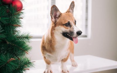 2019 Pet Pictures with Santa