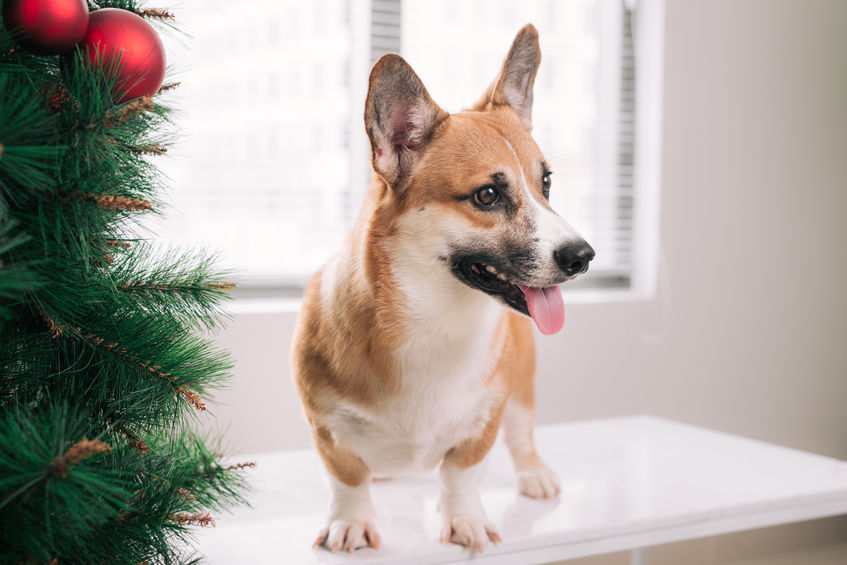 Bring your pet to Longwood Vet Center for a holiday portrait with Santa Claus.