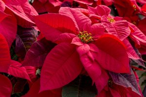 Holiday pet safety is paramount, so make sure you shield your dogs and cats from potentially harmful holiday plants like poinsettias, mistletoe, lilies, and pine trees.