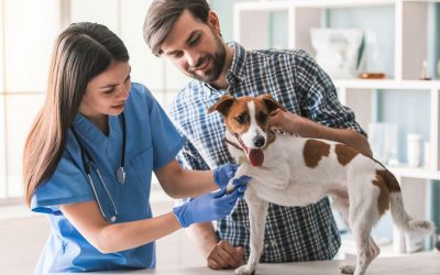 In-Home Veterinary Care is Now Available in Special Circumstances