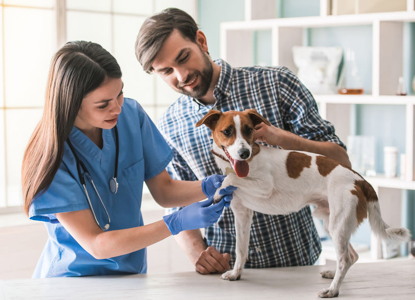 Longwood Veterinary Center now offers in-home veterinary care in special circumstances thorough the service of veterinary house calls.