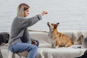Use this time of social distancing to work on puppy training, tricks, and bonding with your pet at home.