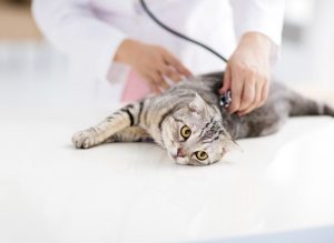Two COVID-19 positive cats are confirmed in New York as the first cases of animals with coronavirus in the United States.