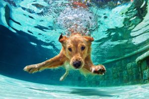 One tip for enjoying summer with your dog is take a swim! Your friends at Longwood Veterinary Center know taking a dip can be fun for everyone involved.
