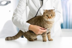 Longwood Veterinary Center is a Cat Friendly Practice, and we pride ourselves on providing exceptional care for cats in a stress free envirionment.