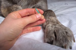 Acupuncture for dogs is available through our certified veterinarians at Longwood Veterinary Center.