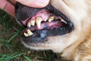 Pet dental care is an important aspect of pet ownership. Our team at Longwood is here to help ensure your pet is set up for dental success and overall good health.