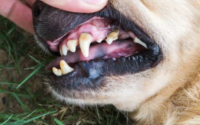 Facts You Should Know About Your Pet’s Teeth