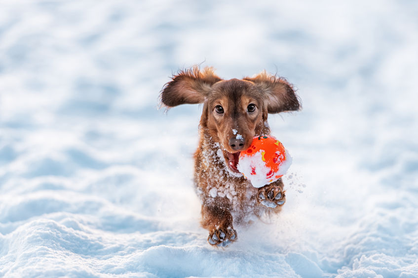 5 Tips for Pet Owners During Wintertime