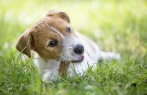 Finding the right chews and treats can help improve pet dental health.