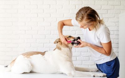 3 Essential Tips to Caring for Your Pet’s Teeth