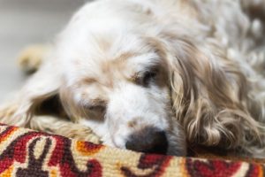 Pet Euthanasia– Knowing When It’s Time