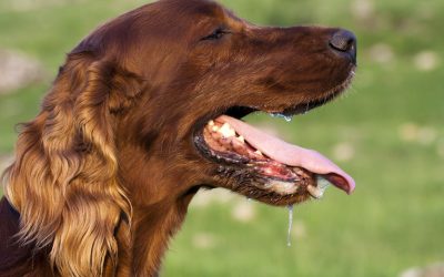 Don’t Let Your Dog Get Overheated in the Summer