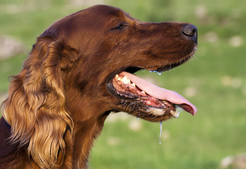 Don’t Let Your Dog Get Overheated in the Summer
