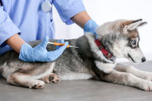 The Pros of Having Your Dog Microchipped