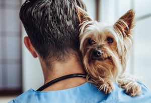 Understanding Veterinary Diagnostics