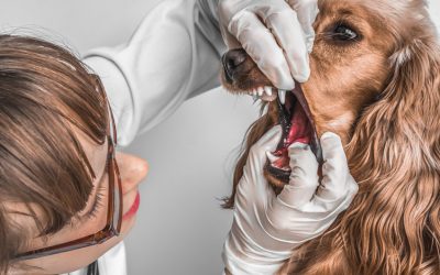 Dental Cleaning and Evaluation Part 2: Preparing Your Pet for Safe Anesthesia