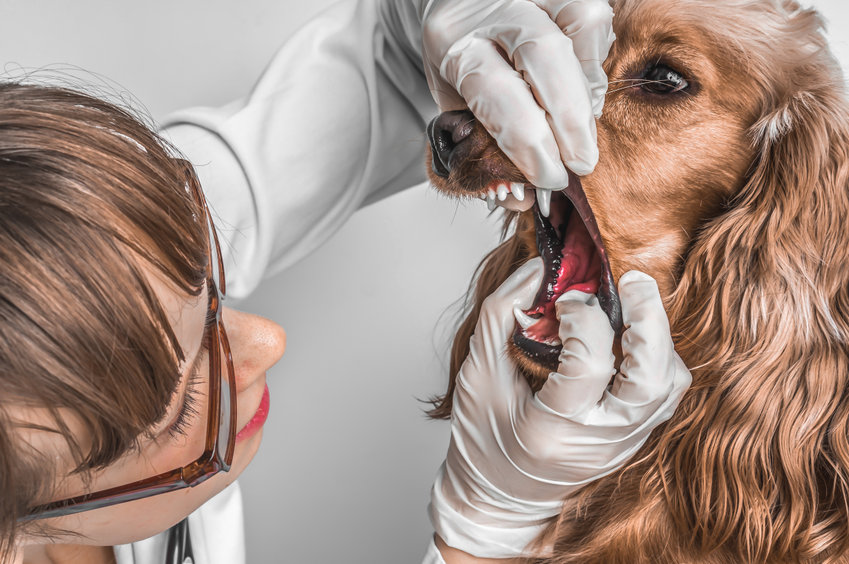Dental Cleaning and Evaluation Part 2: Preparing Your Pet for Safe Anesthesia